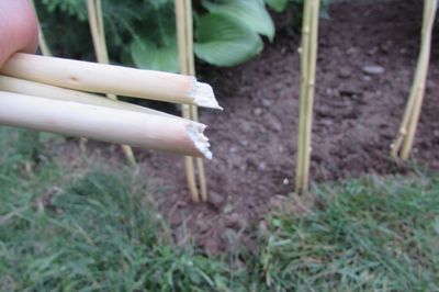 あなた自身の手でぶどうの花壇
