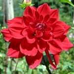 ペットボトルからの花瓶