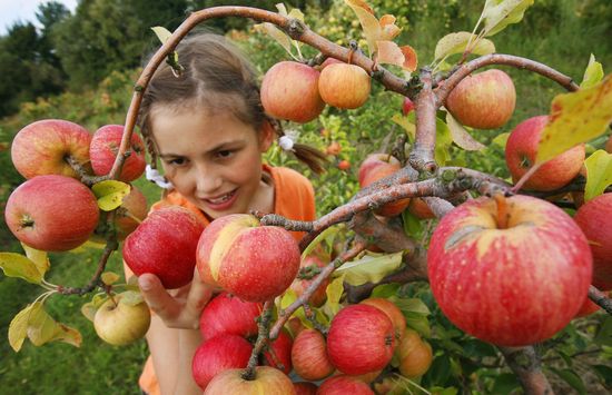 貯蔵のためにリンゴを集める時期：夏、秋および冬の品種。ツリーからリンゴをどうやって集めることができますか？