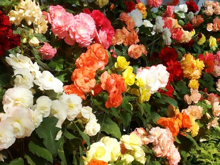 室内花ベゴニア：在宅ケア