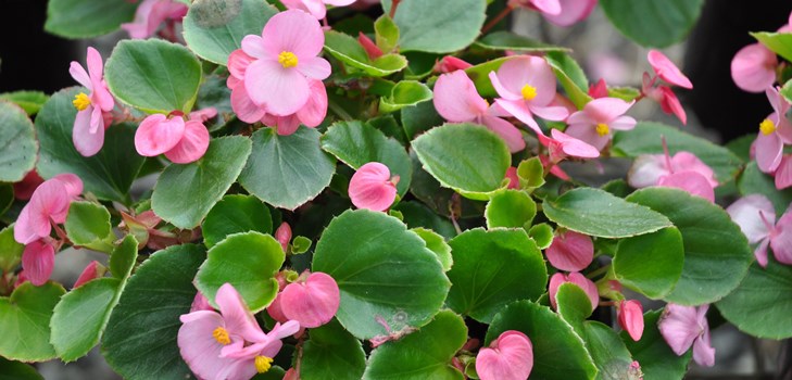 室内花ベゴニア：在宅ケア