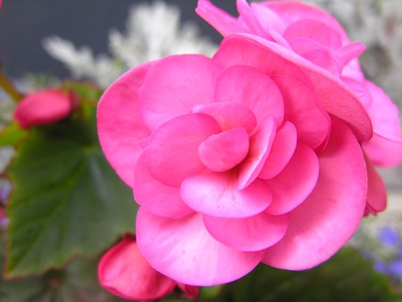 ベゴニアの乞食は熱帯および亜熱帯の森林から来ます 室内花ベゴニア:在宅ケア