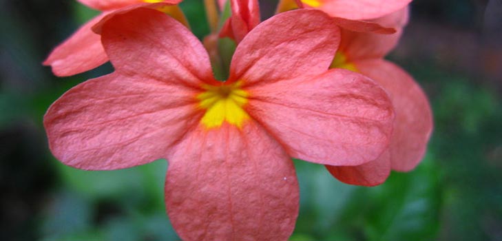 Crossandra：ケアと写真