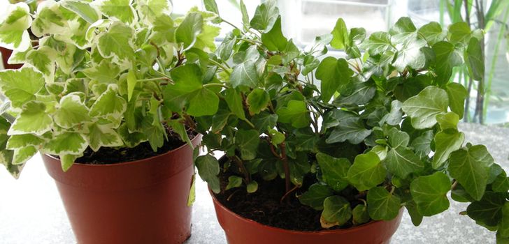 観葉植物2016年の陰暦：最も正確です。表。移植に不利な日数