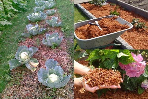 Mulching beds - 写真や動画 Mulching beds - 写真や動画
