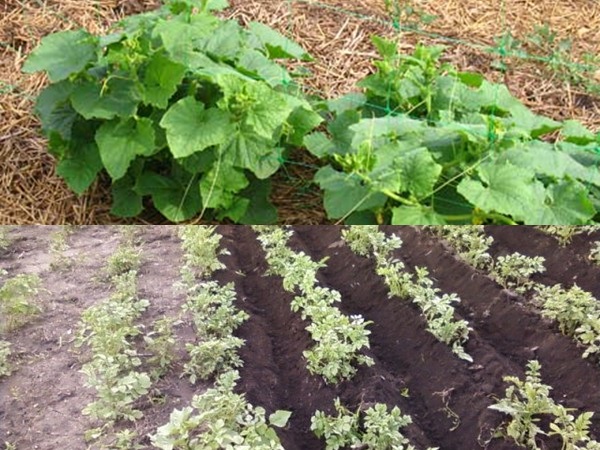 Mulching beds - 写真や動画 Mulching beds - 写真や動画