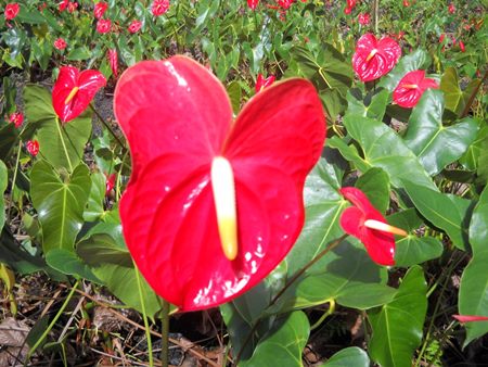植物の世話のルール 植物の世話のルール
