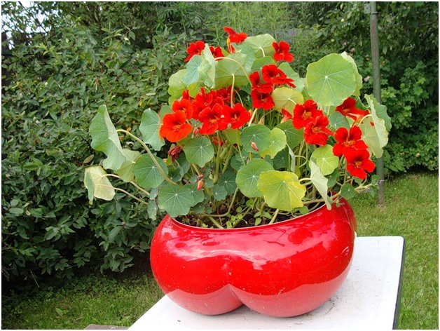 花の鉢