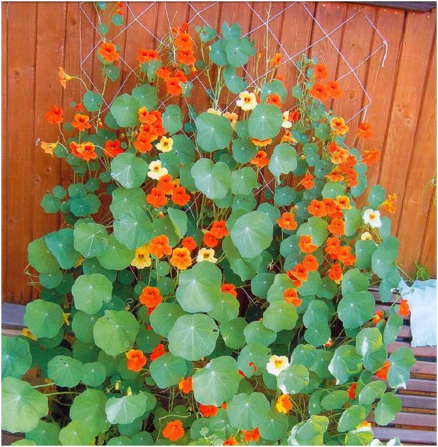 フェンスの花