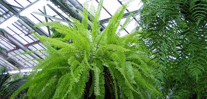 Nephrolepis  - チャーミングなホームシダ
