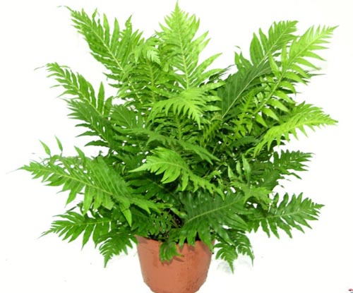 Nephrolepis。再現
