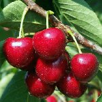 甘い桜の剪定