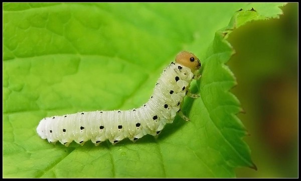クレンジング、セダム、ハワイの草！花壇と窓の上での多肉植物の栽培