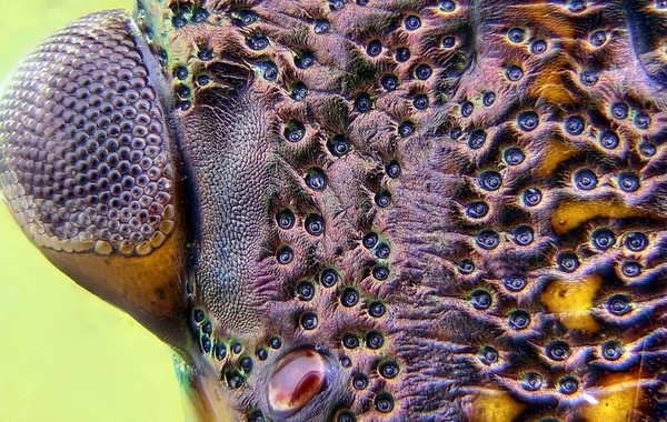 クレンジング、セダム、ハワイの草！花壇と窓の上での多肉植物の栽培