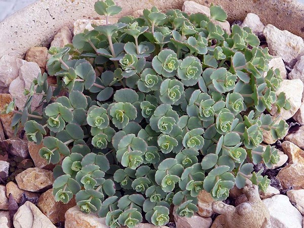 クレンジング、セダム、ハワイの草！花壇と窓の上での多肉植物の栽培