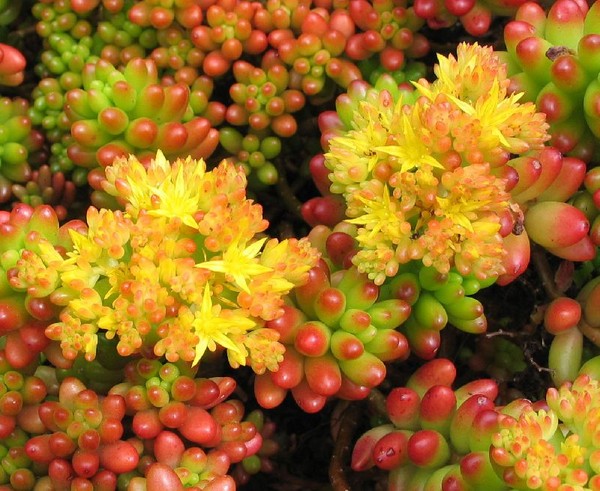 クレンジング、セダム、ハワイの草！花壇と窓の上での多肉植物の栽培