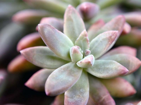 クレンジング、セダム、ハワイの草！花壇と窓の上での多肉植物の栽培