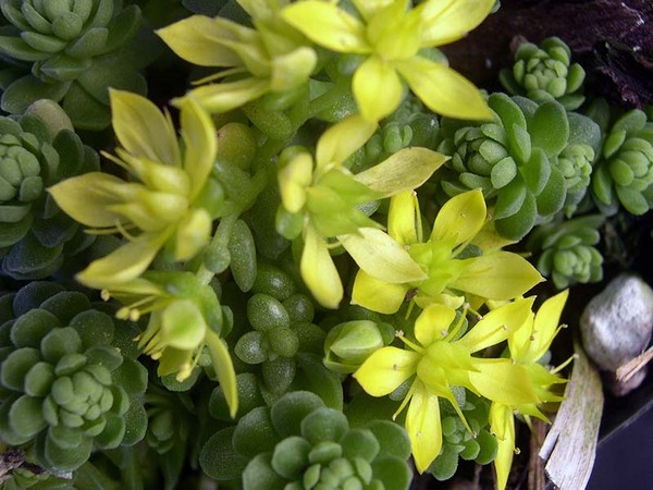 クレンジング、セダム、ハワイの草！花壇と窓の上での多肉植物の栽培