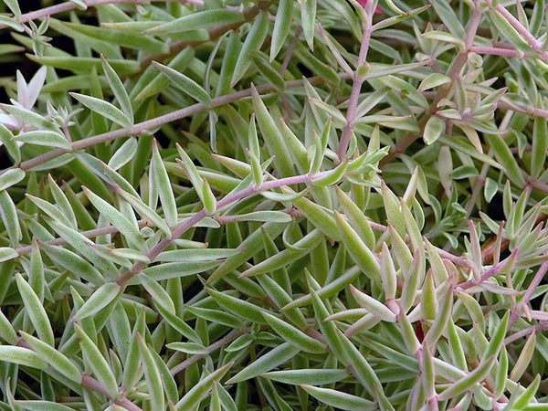 クレンジング、セダム、ハワイの草！花壇と窓の上での多肉植物の栽培