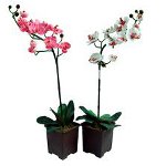 ランは開花しません。どうしたらいいですか? ランは開花しません。どうしたらいいですか?
