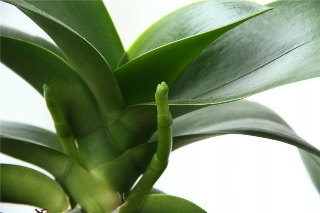 ランは開花しません。どうしたらいいですか? ランは開花しません。どうしたらいいですか?