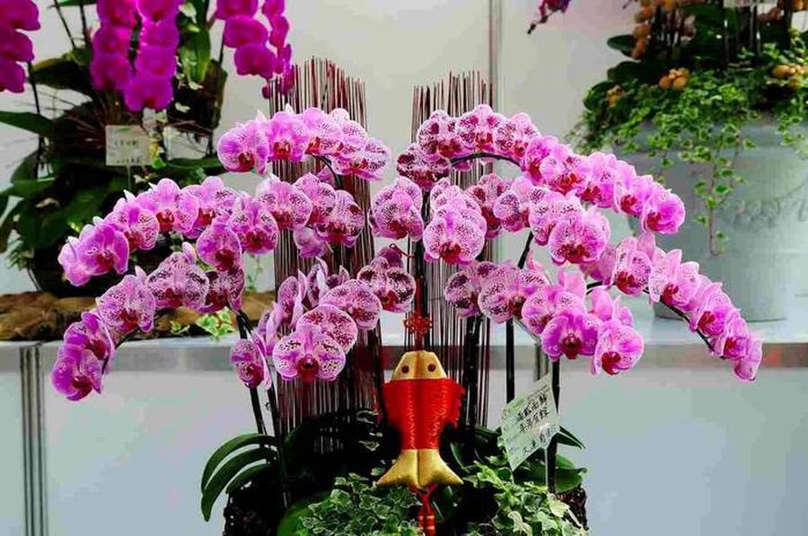 蘭の花