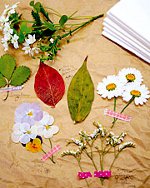 オシバーナ：花びらを押す