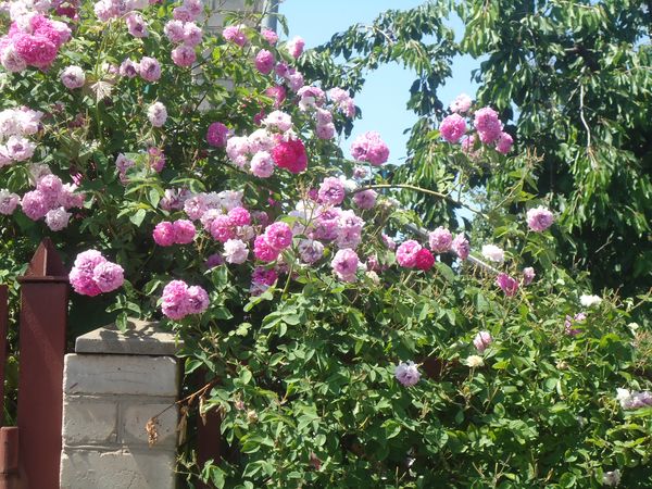 登山バラの植え付けとケア
