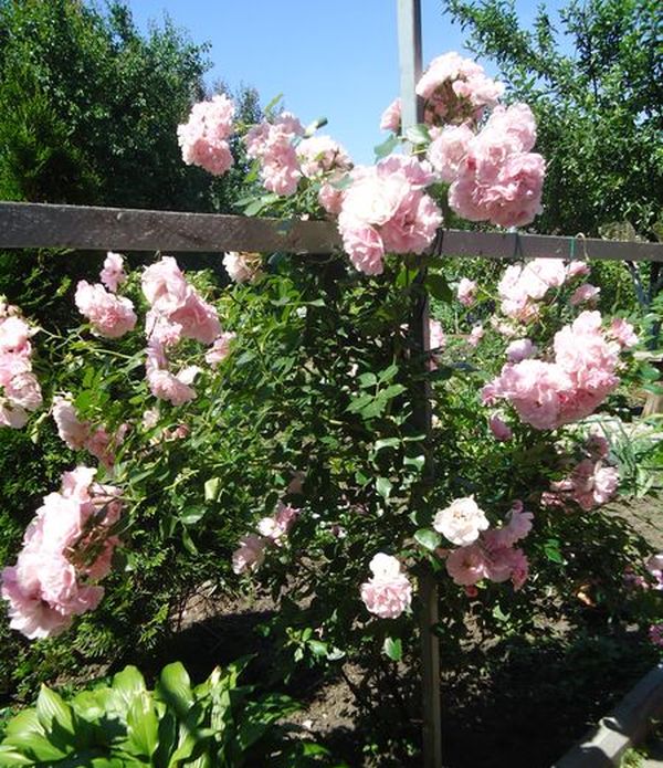 登山バラの植え付けとケア