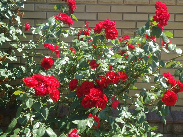 登山バラの植え付けとケア