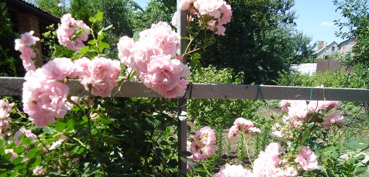 登山バラの植え付けとケア