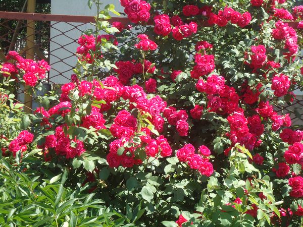 登山バラの植え付けとケア