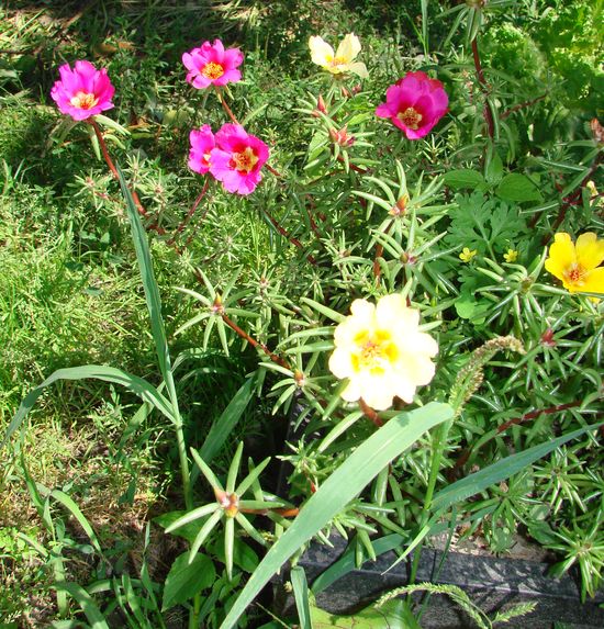 ポートレートを植えて成長させる方法