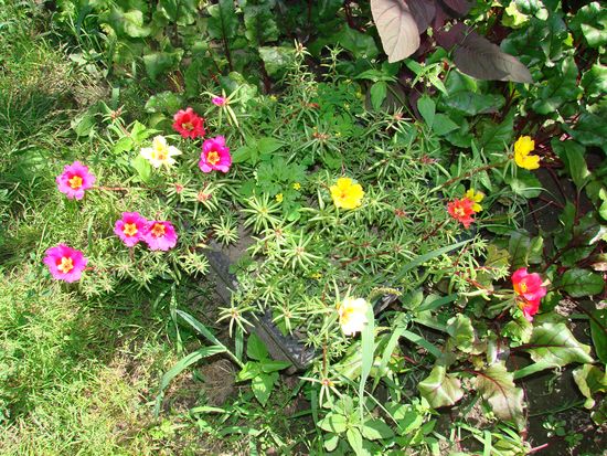 ポートレートを植えて成長させる方法