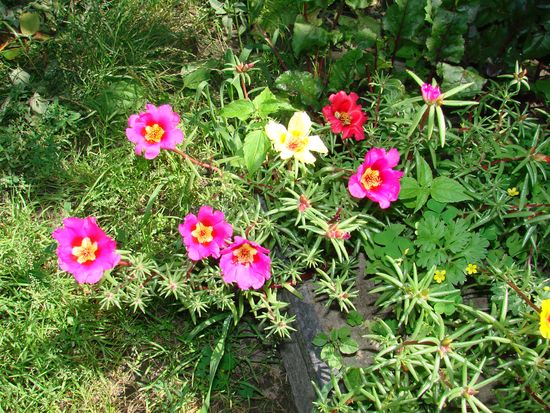ポートレートを植えて成長させる方法