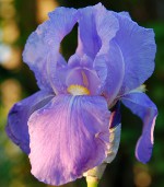 虹彩を植える