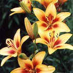 ユリを植える