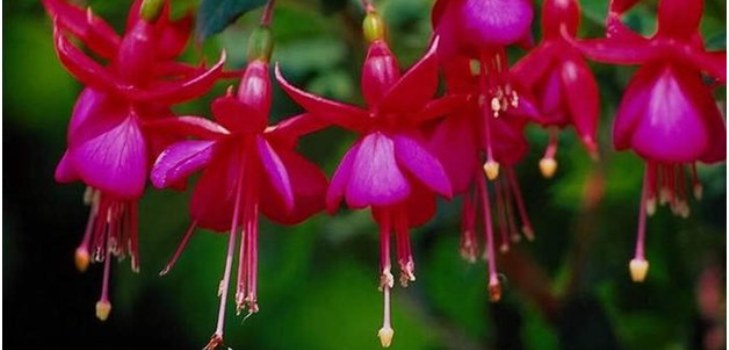 花フクシア