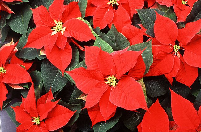 Poinsettia：クリスマススター