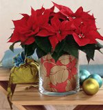 Poinsettia:クリスマススター Poinsettia:クリスマススター