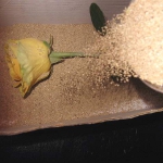 植物のための植物 植物のための植物
