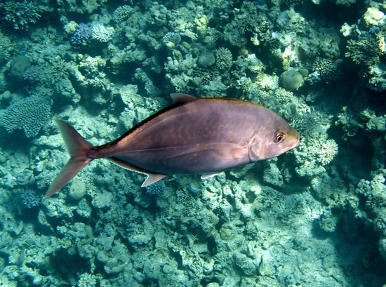 大小の魚：クリミアでの釣りに最適な場所