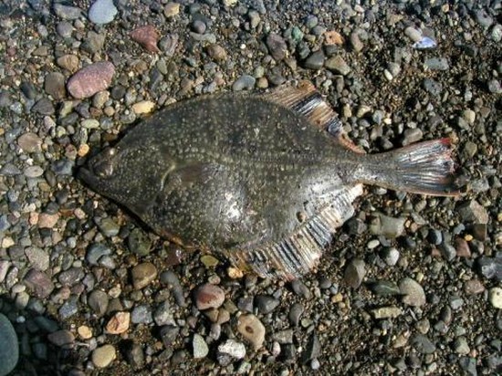 大小の魚：クリミアでの釣りに最適な場所