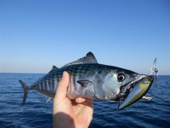 大小の魚：クリミアでの釣りに最適な場所