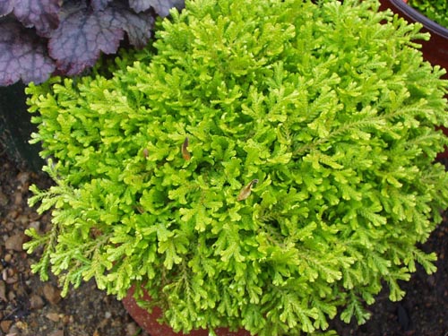 セレギネラ（Selaginella）：種