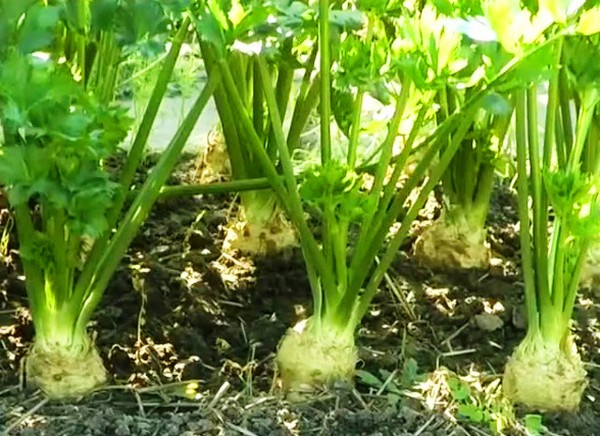 セロリ：開墾地と温室のための栽培と最も興味深い品種