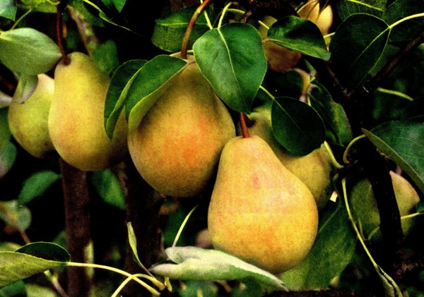 最高のグレードの梨 - 説明、植え付け、ケア、写真