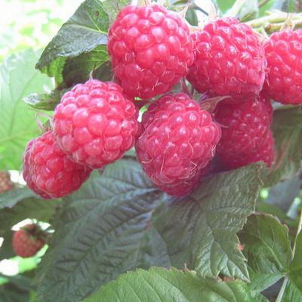 ラズベリーの最高の品種 - 説明、植え付け、ケア、写真