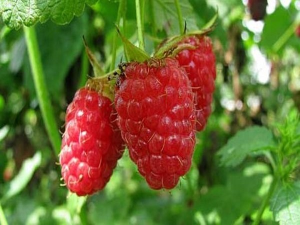 ラズベリーの最高の品種 - 説明、植え付け、ケア、写真