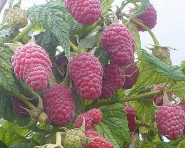ラズベリーの最高の品種 - 説明、植え付け、ケア、写真